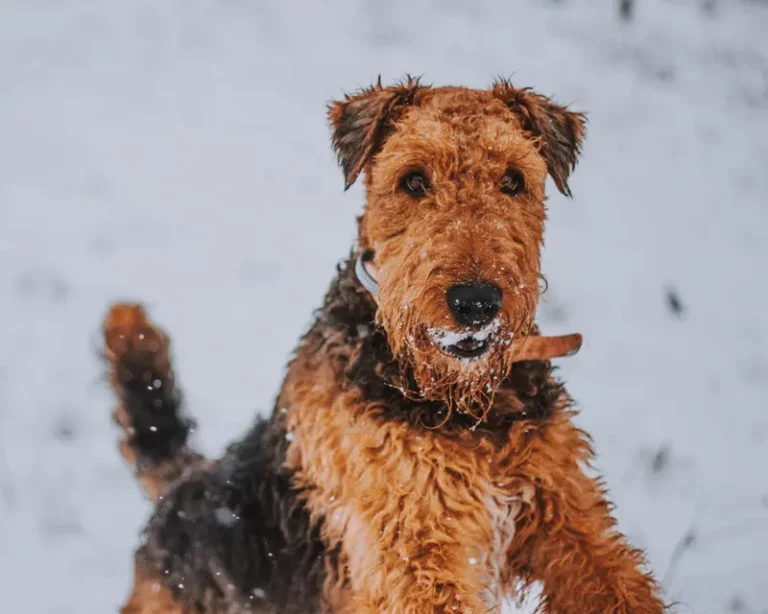 Airedale Terrier - wszystko, co musisz wiedzieć!