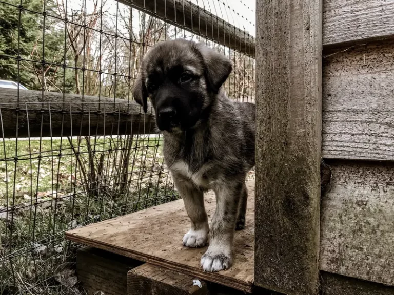 Anatolian Shepherd - wszystko, co musisz wiedzieć!