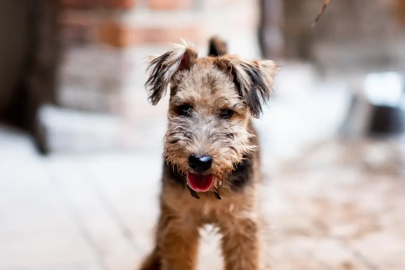 Airedale Terrier-Pflege