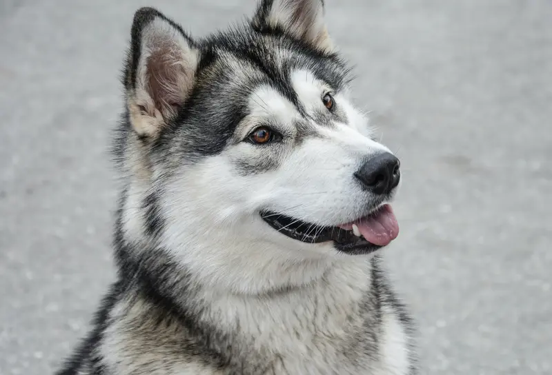 Alaskan Malamute - Majestatyczny przyjaciel z Arktyki