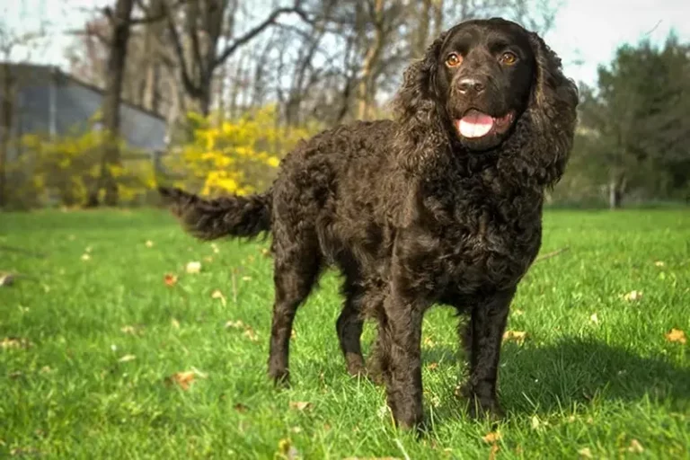 Amerykański Spaniel Dowodny: Twój nowy przyjaciel!