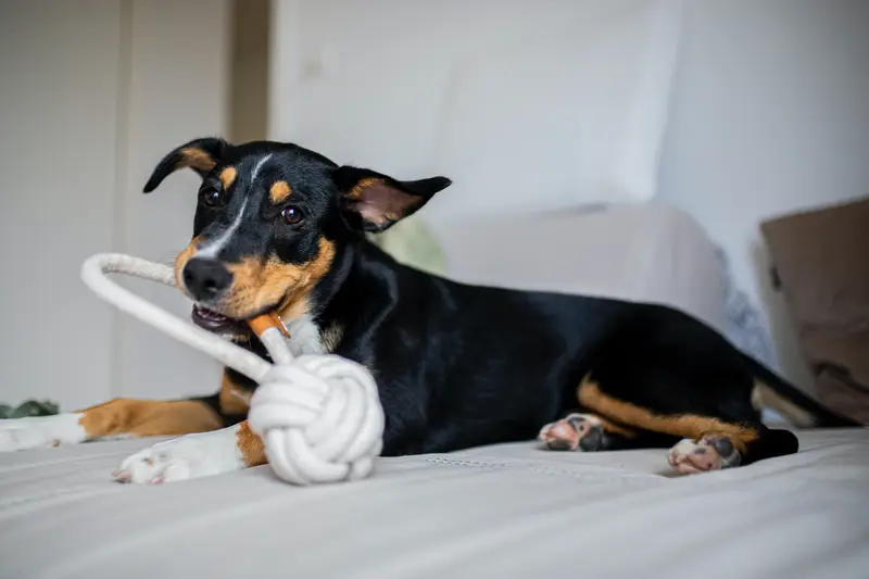 Appenzeller Sennenhund - Ernährung