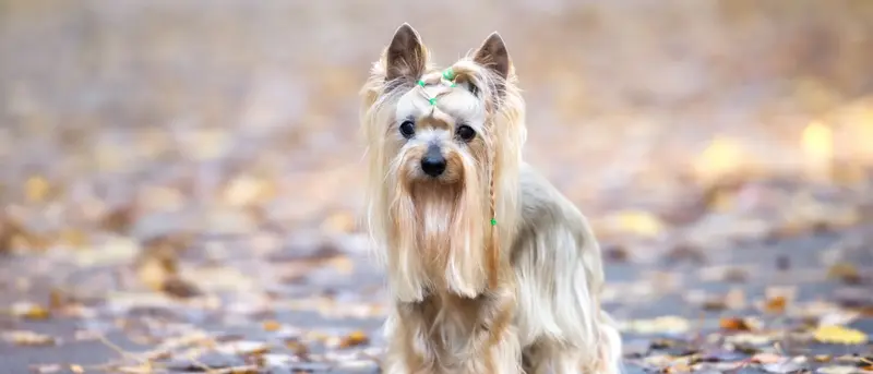 Australijski Silky Terrier - Kompleksowy przewodnik