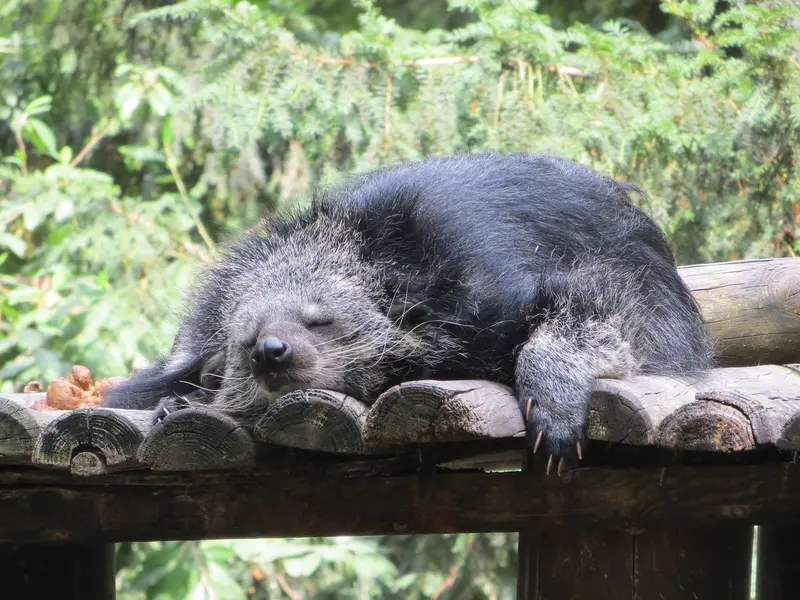 Binturong orientalny - tajemniczy mieszkaniec azjatyckich lasów