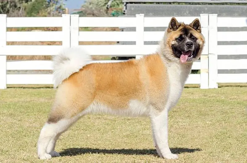 Wie viel kostet ein American Akita?