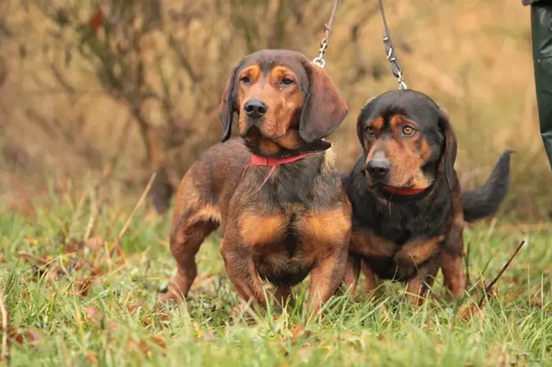 Wie viel kostet ein Alpiner Kurzhaarhund?