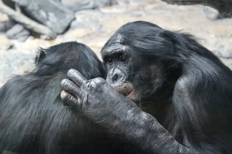 Tajemnice Bonobo: Szympans karłowaty w blasku nauki