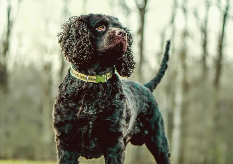 Rassebeschreibung und Aussehen - American Proof Spaniel