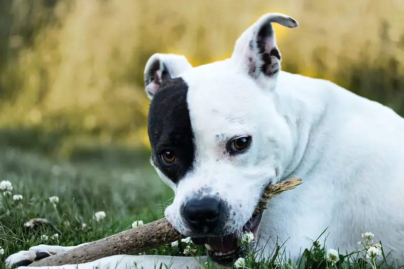 Der Inbegriff und das Aussehen der Rasse - American Staffordshire Terrier