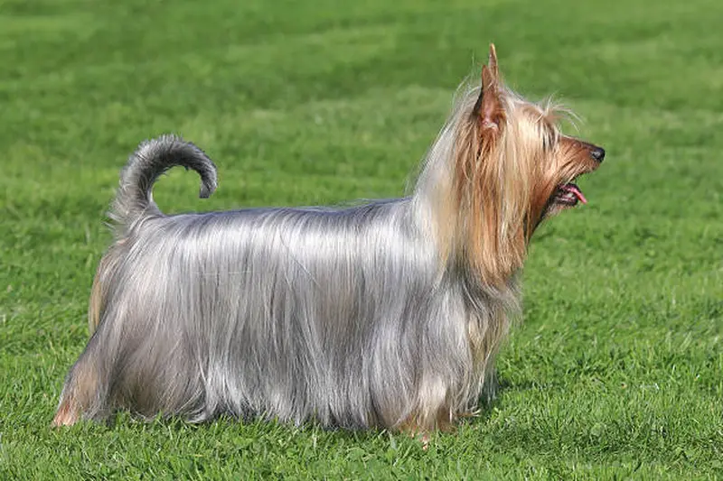 Der Inbegriff und das Aussehen der Rasse - Australian Silky Terrier