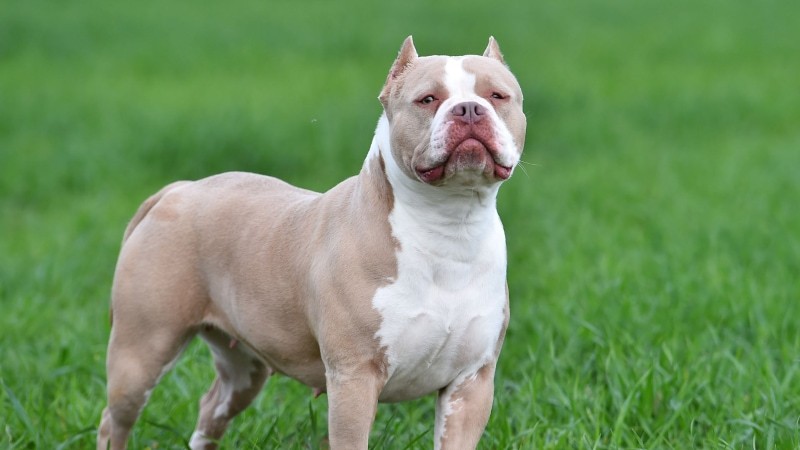 Amerikanischer Bully XL