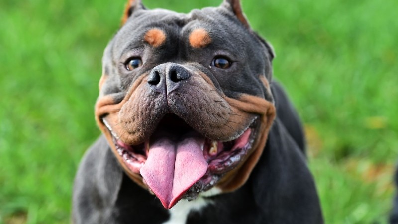 American bully