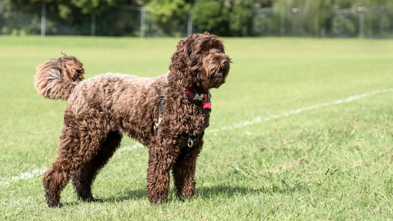 Australischer Labradoodle