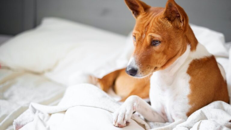 Basenji