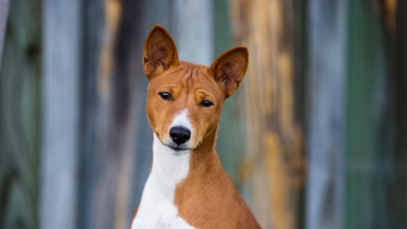 Basenji-Hund