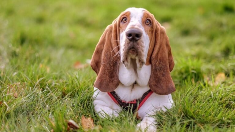 Basset