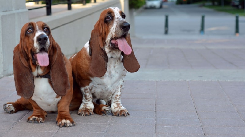 Basset-Hund 