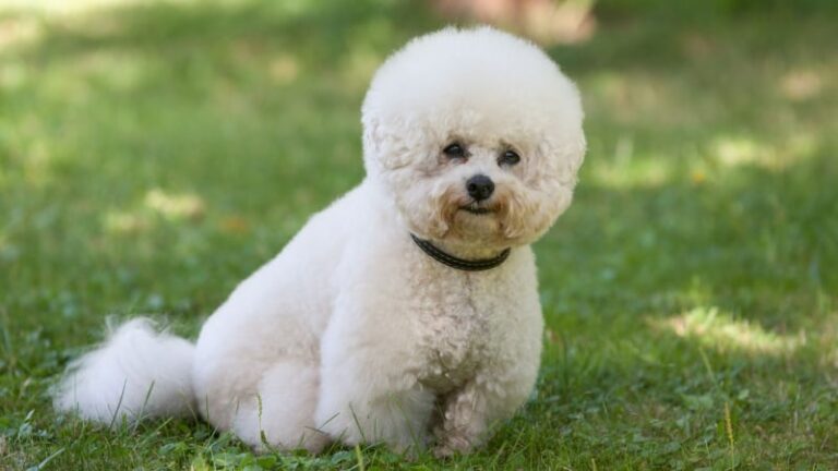 Bichon frise