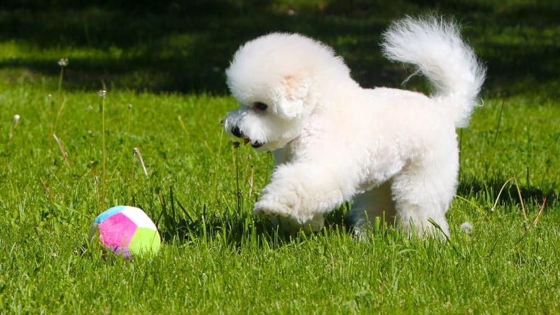 Bichon frise Preis