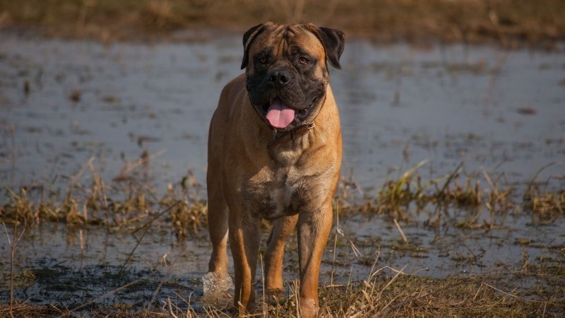 Boerboel der Hund 