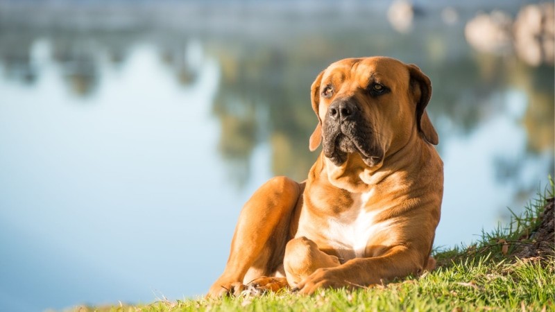 Boerboels