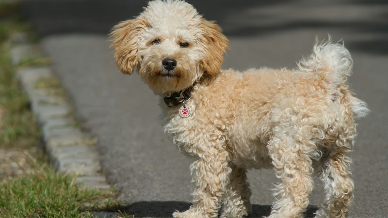 Cavapoo Preis