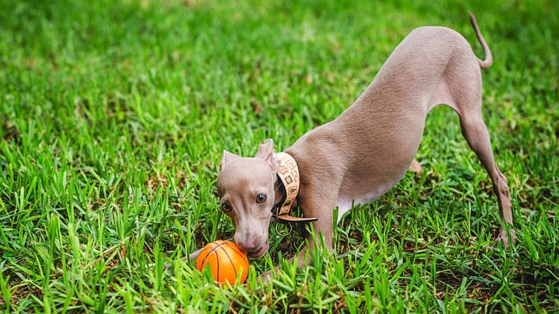 Italienischer Windhund