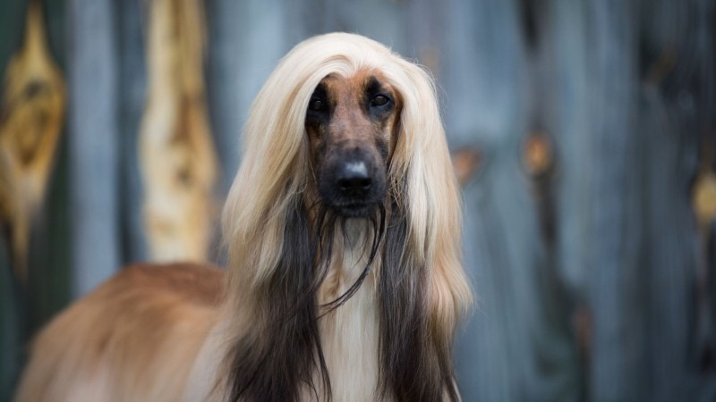 Afghanischer Windhund