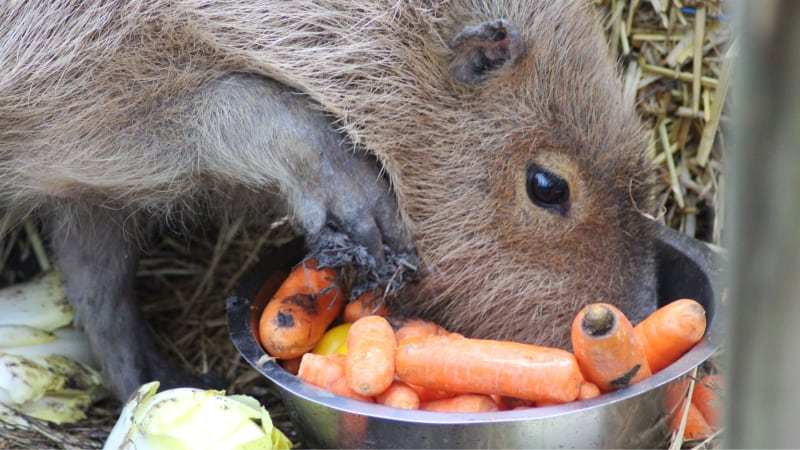 Was frisst ein Wasserschwein?