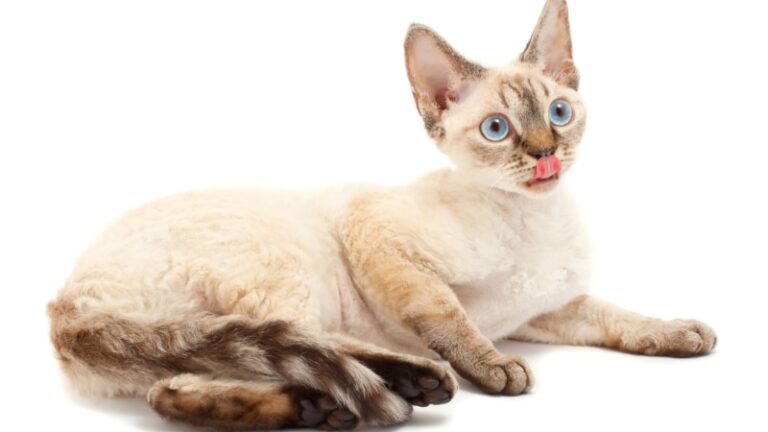 Devon Rex