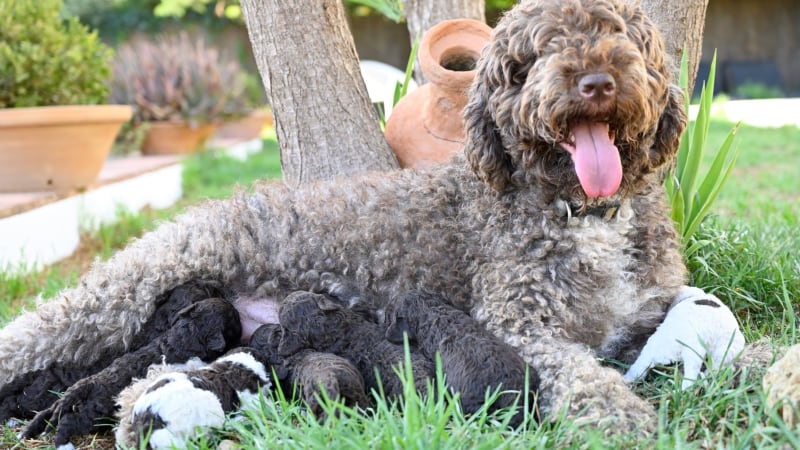 Spanisch Proof Hundezucht