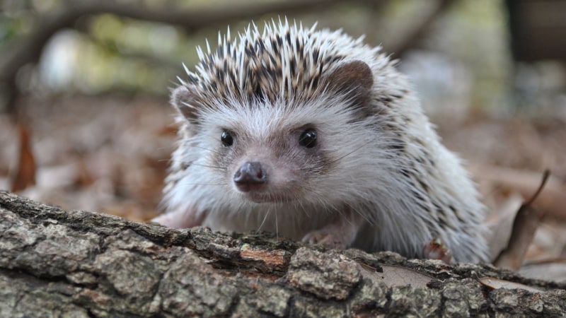 Wie lange lebt ein Igel?