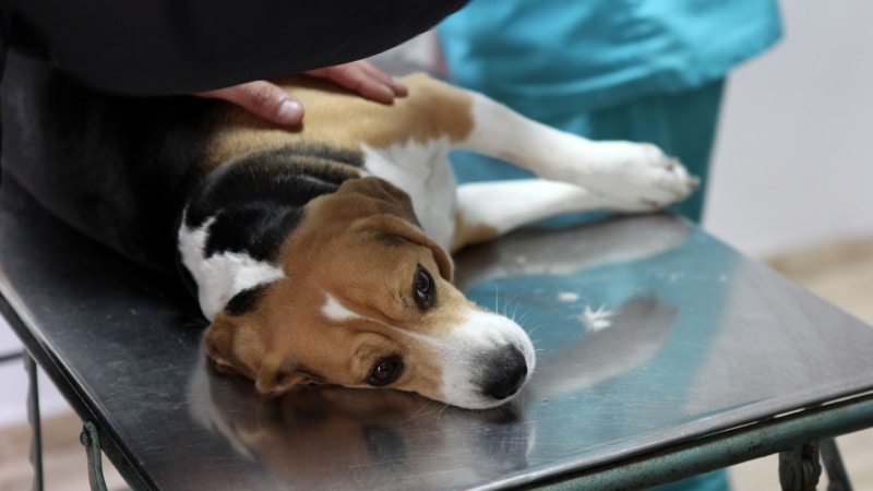 Behandlung des Parvovirus bei Hunden