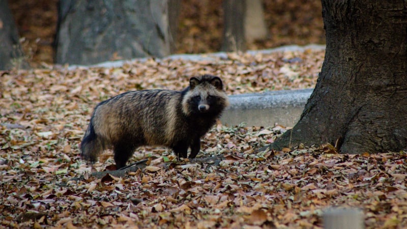 Wie ein Waschbär aussieht