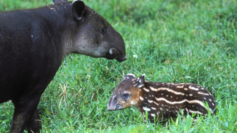 Wie sieht ein Tapir aus? 