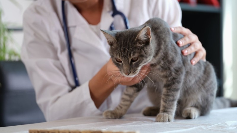 Behandlung von Katzenschnupfen