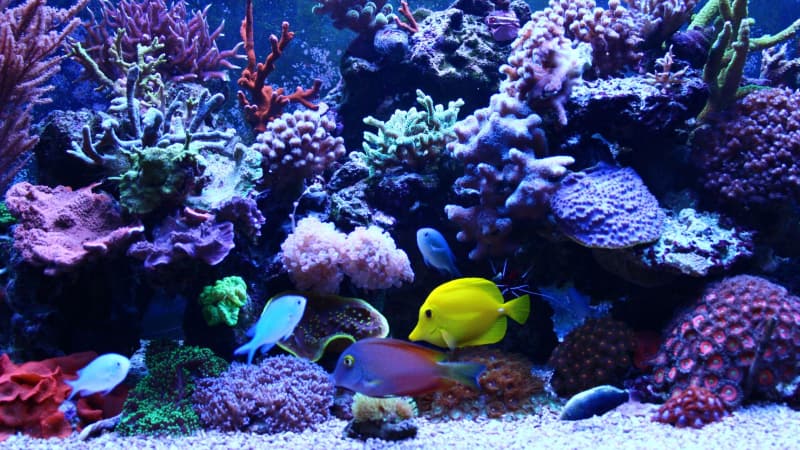 Farbige Aquarienfische