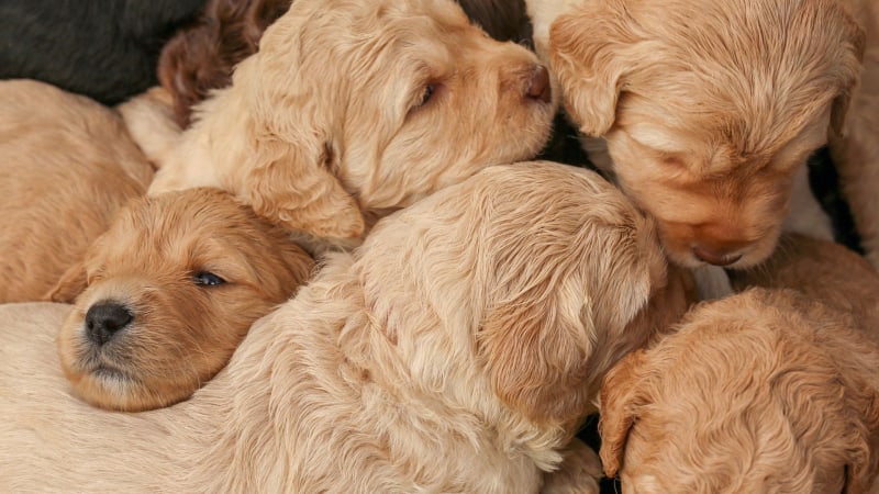 Labradoodle-Welpen