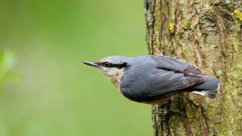 Kleine polnische Vögel  