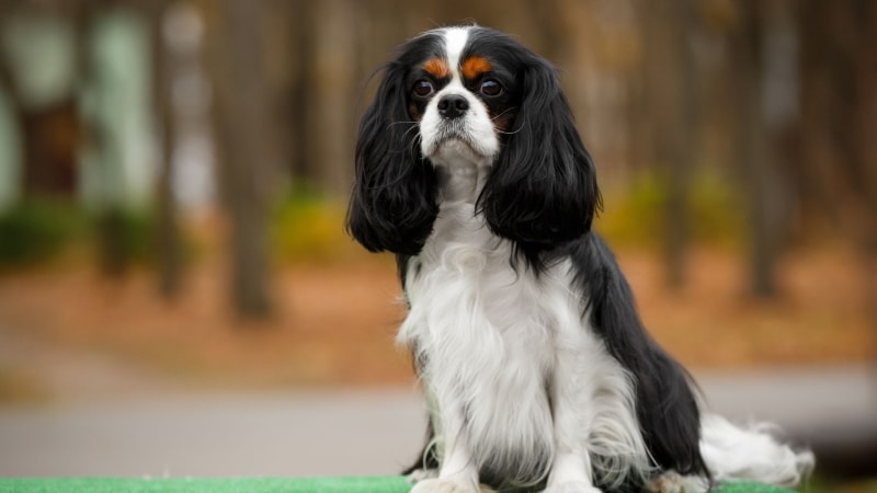 Cavalier King Charles Spaniel