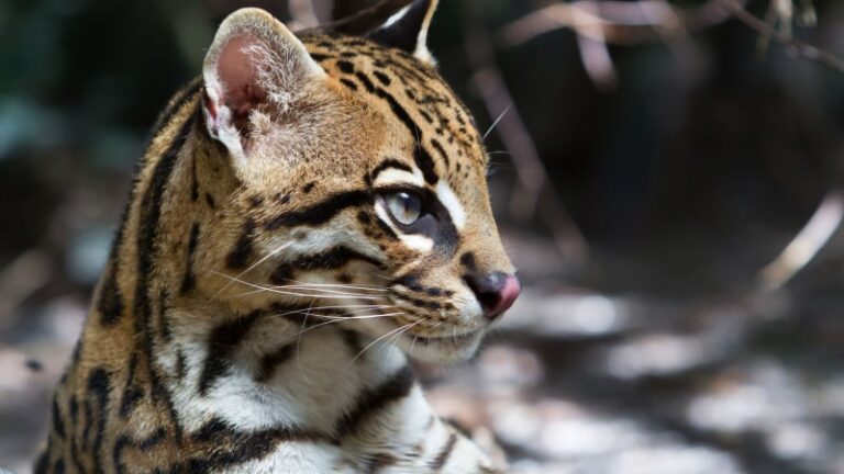 Ocelot