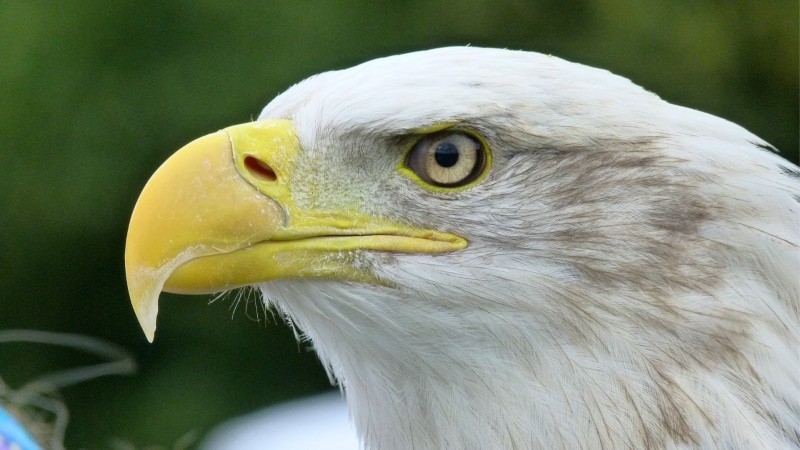 Weißkopfseeadler