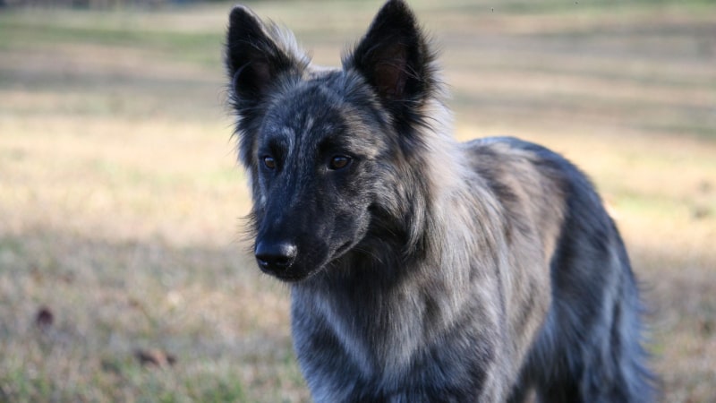 Holländischer Hirtenhund Preis 