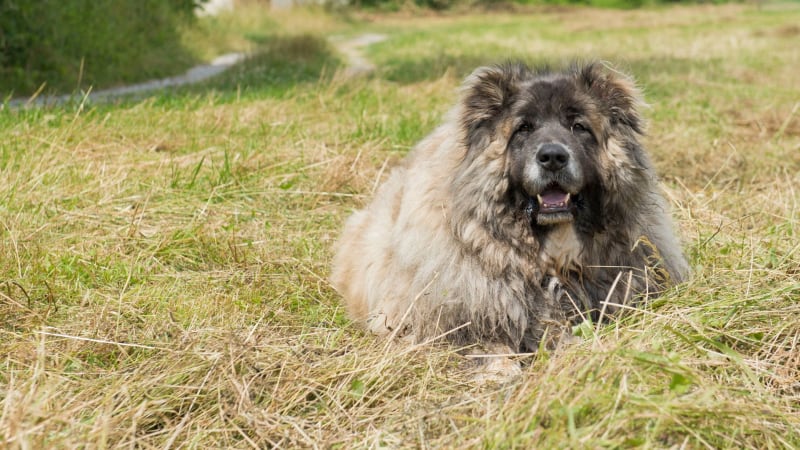 Kaukasischer Hirtenhund Gewicht