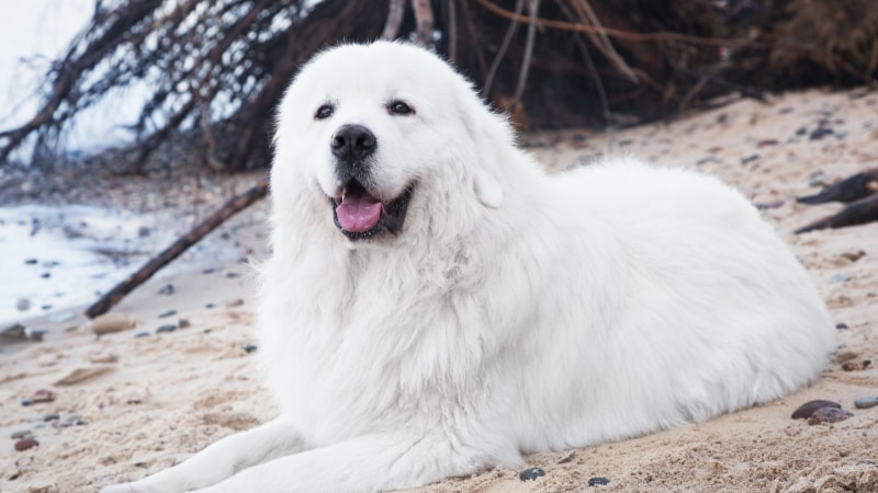 Podhale Schäferhund Preis