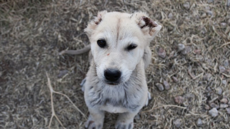 Zentralasiatischer Hirtenhund Welpe 