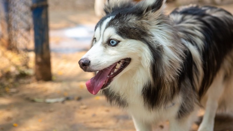 Pomsky-Hund