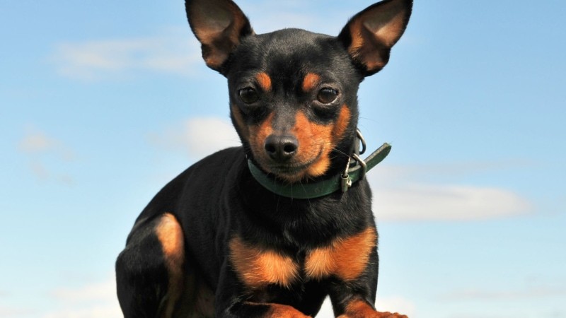 Zwergpinscher Preis