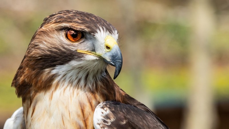 Polnische Raubvögel