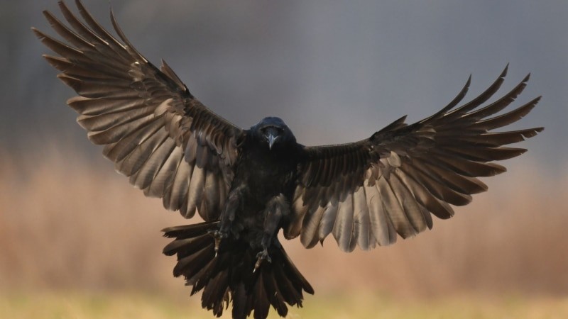 Beliebte Vögel in Polen - Krähe 